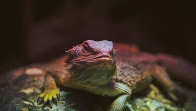 identifier behavior analysis metrics